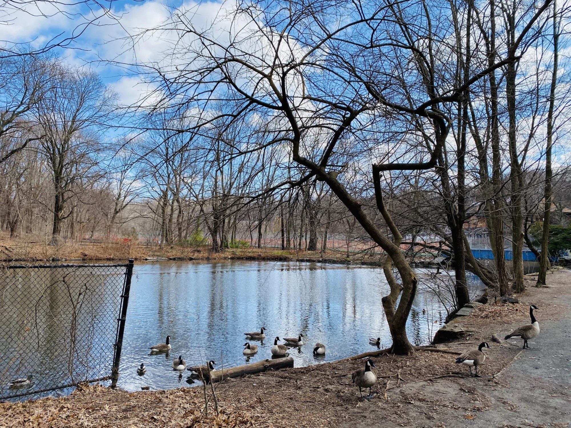 Van Cortlandt Nature Center featured image Pond with geese and trees in Van Cortlandt Nature Center, Van Cortlandt Village.