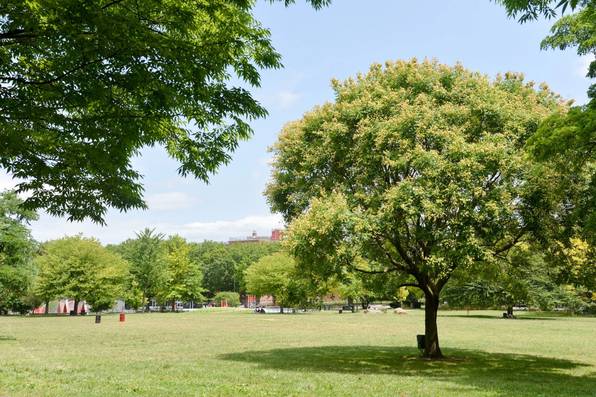 Soundview Park featured image Open green field with trees at Soundview Park, Soundview, Bronx NYC.