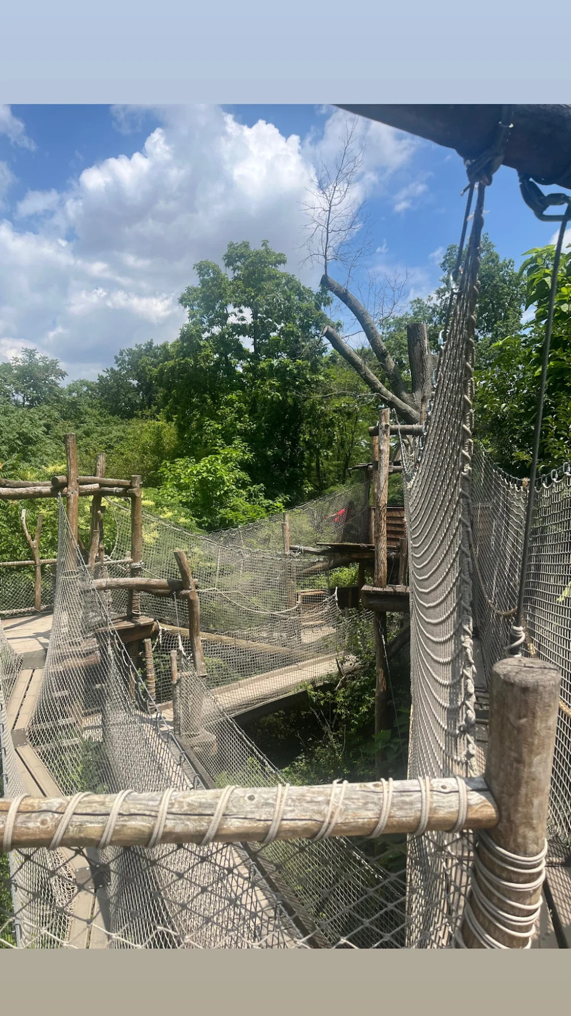 Nature Trek featured image Wooden canopy walk with netted barriers surrounded by lush green trees in Bronx Park.