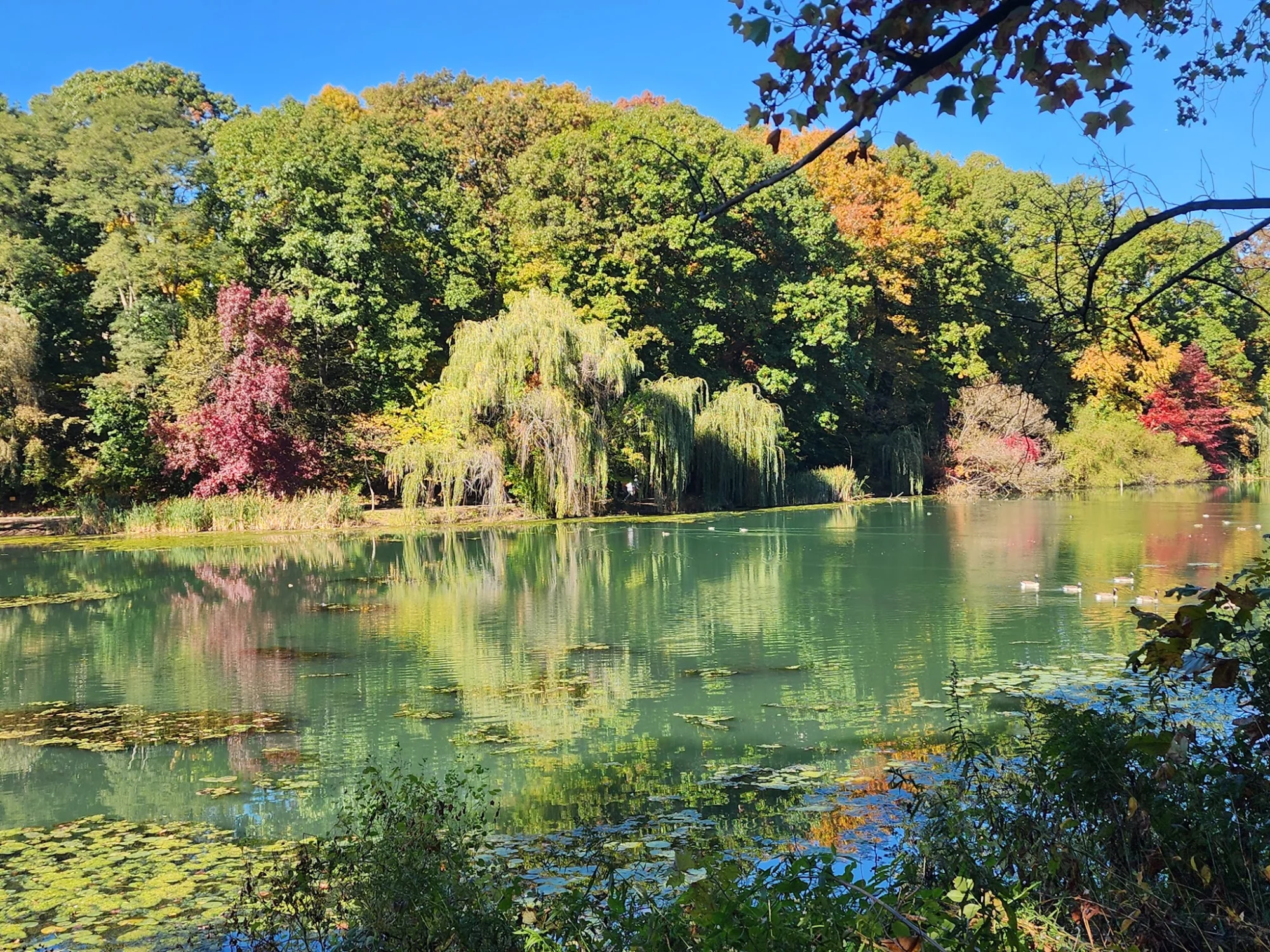 Scenic view of a pond surrounded by trees with autumn foliage at Alley Pond Park, Oakland Gardens.