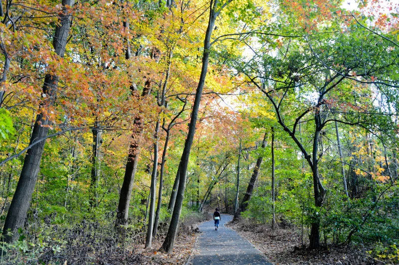 Cunningham Park featured image A scenic, tree-lined path with autumn leaves in Cunningham Park, Fresh Meadows.