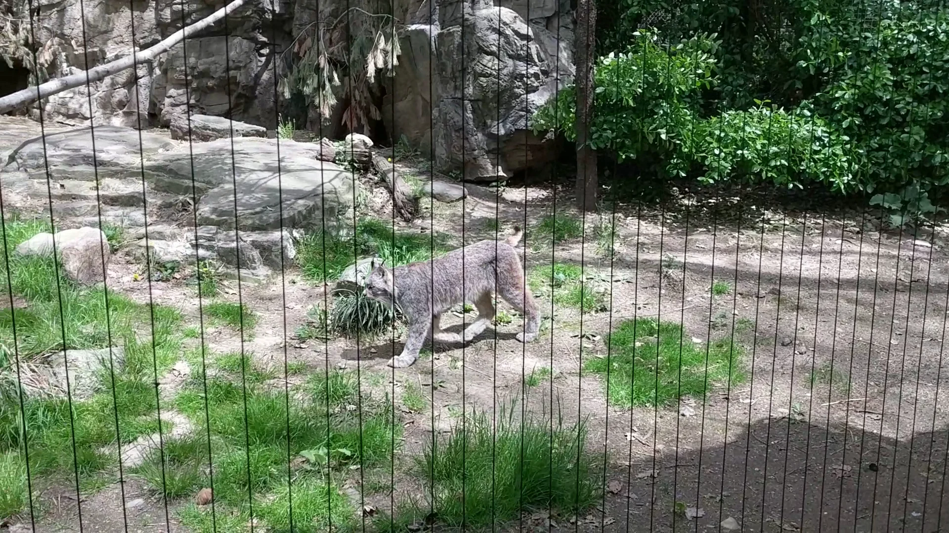A lynx within a naturalistic enclosure at Queens Zoo, Corona, Bronx NYC.
